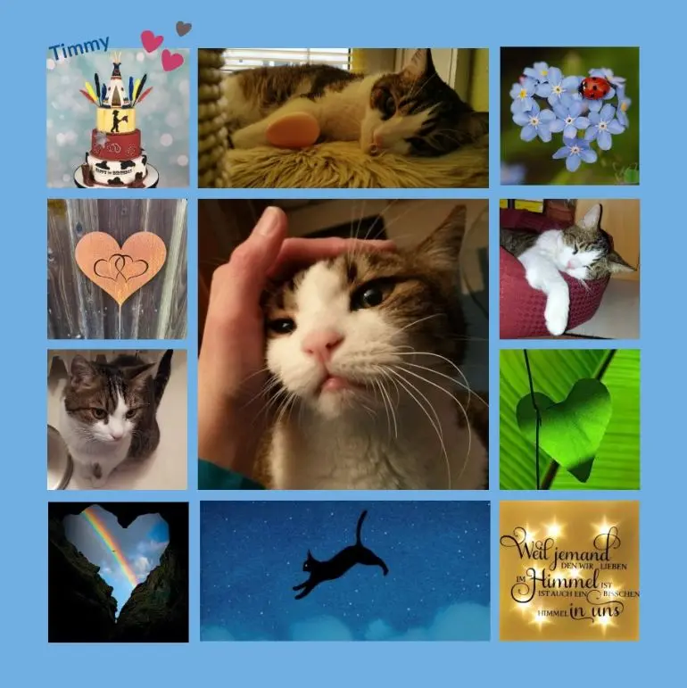 Condolence image of Geburtstagsrosen für Timmy 