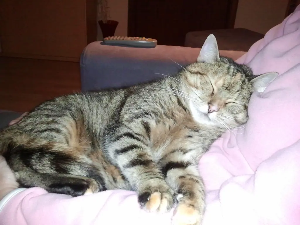 Condolence image of Pauline und Daniela an Timmy ❤️