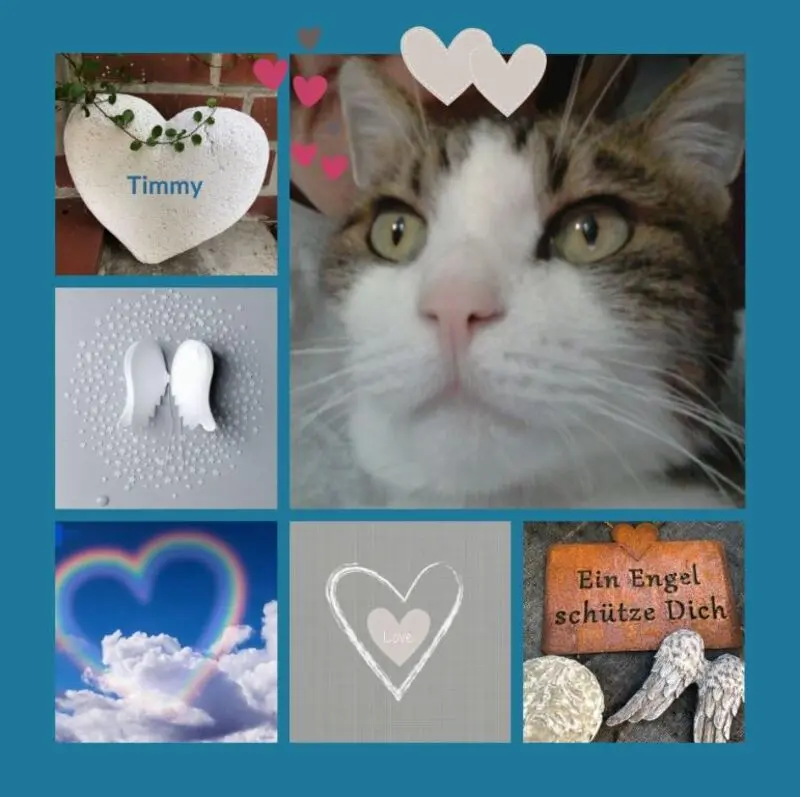 Andachtsbild von Eine Rose für Timmy 