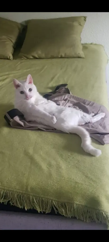 Andachtsbild von Anja&Carsten mit Spot-Simba im Herzen