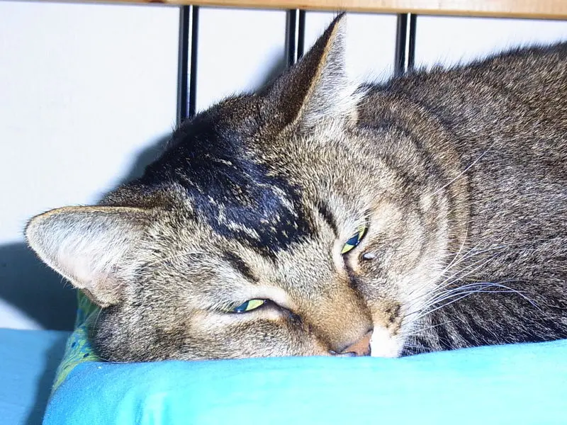 Andachtsbild von Daniela mit Tappi im Herzen