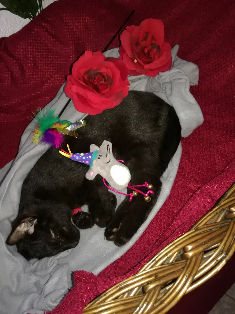 Condolence image of Lucia