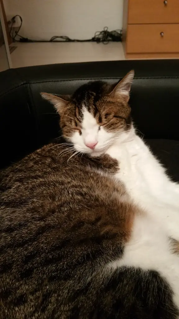 Condolence image of Tanja mit Timmy im Herzen