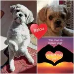 Andachtsbild von Marika mit Hippo & Balou im Herzen