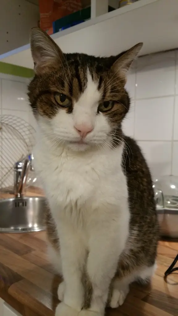 Condolence image of Tanja mit Timmy im Herzen
