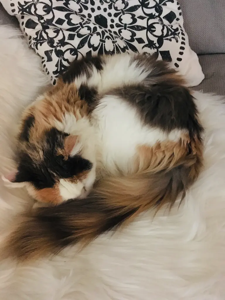 Bild von Nala