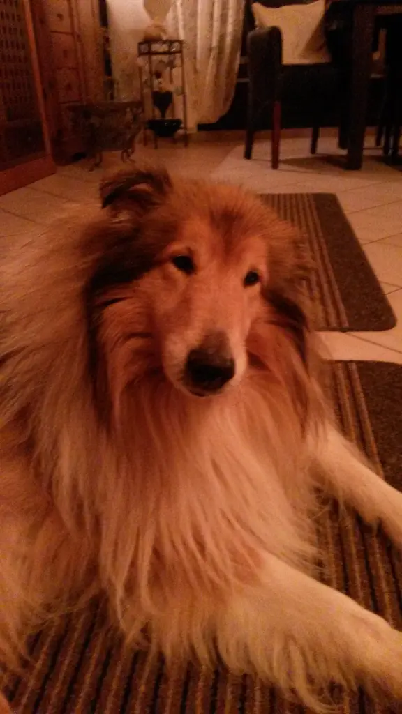 Image from Sammy