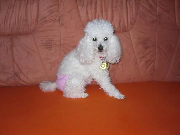Condolence image of Angela Für meine kleine Mädchen CHERI ❤✨