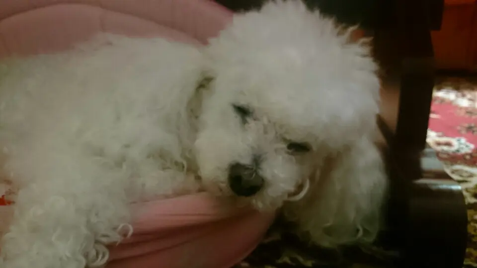 Condolence image of Für Dich mein kleines Engel CHERI ❤⭐✨