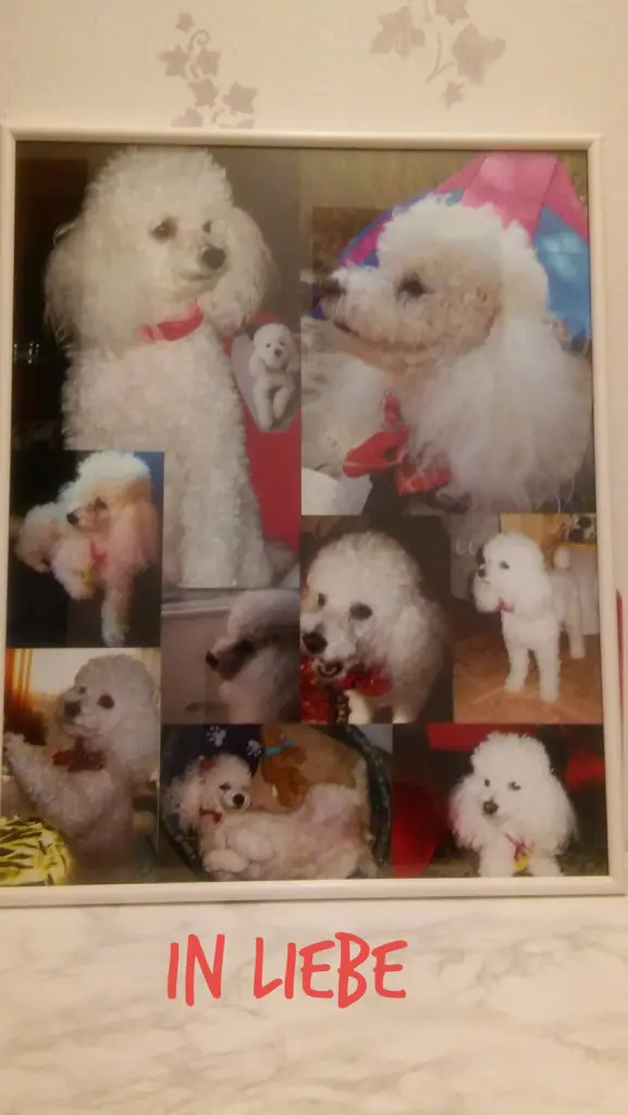 Condolence image of Angela für meine kleine Geliebte Mädchen CHERI ❤