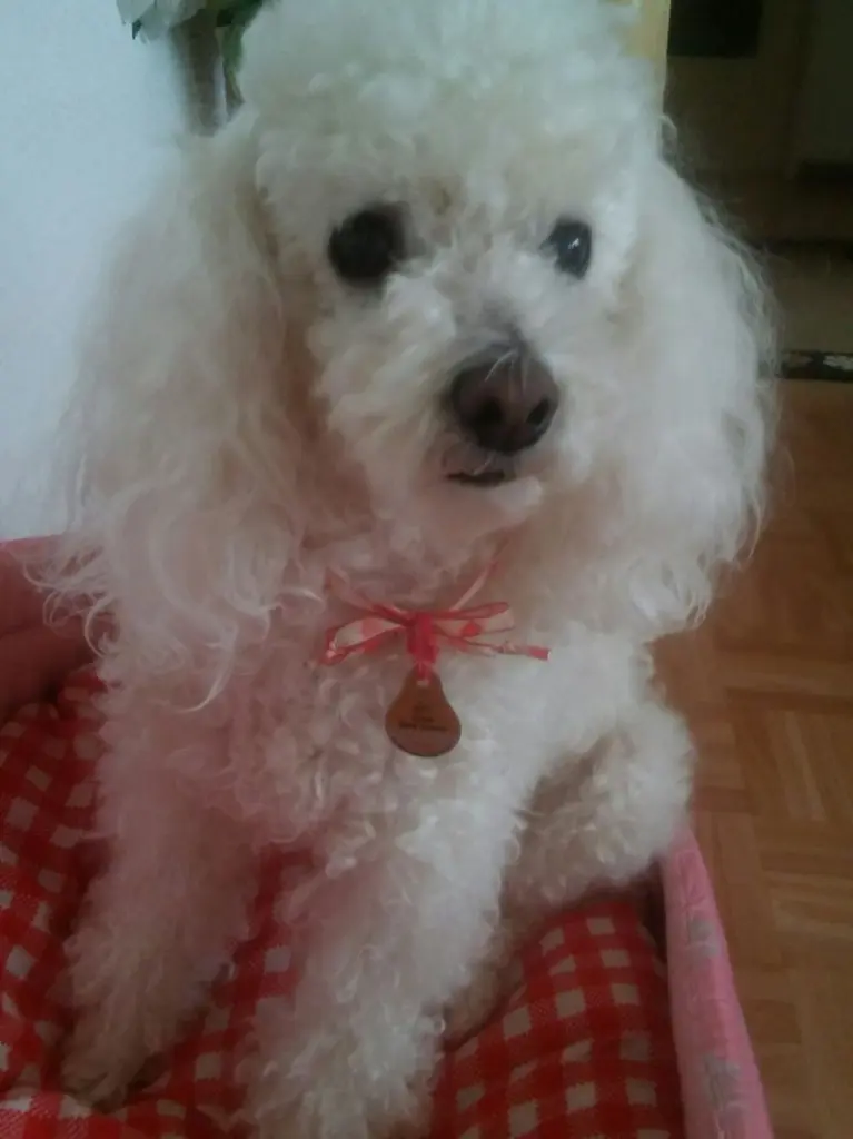 Condolence image of Angela für CHERI ❤Meine kleine Mädchen ❤