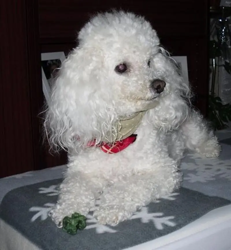 Condolence image of Angela für meine Geliebte kleine Mädchen CHERI ❤