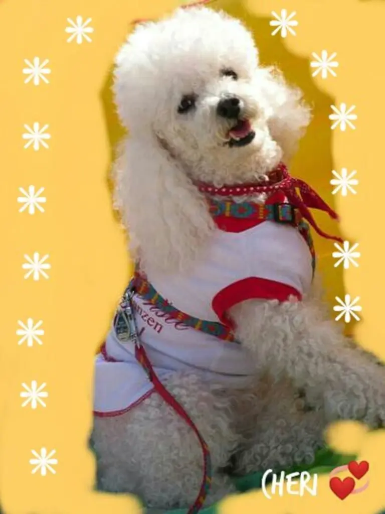 Condolence image of Angela für meine Geliebte kleine Mädchen CHERI ❤