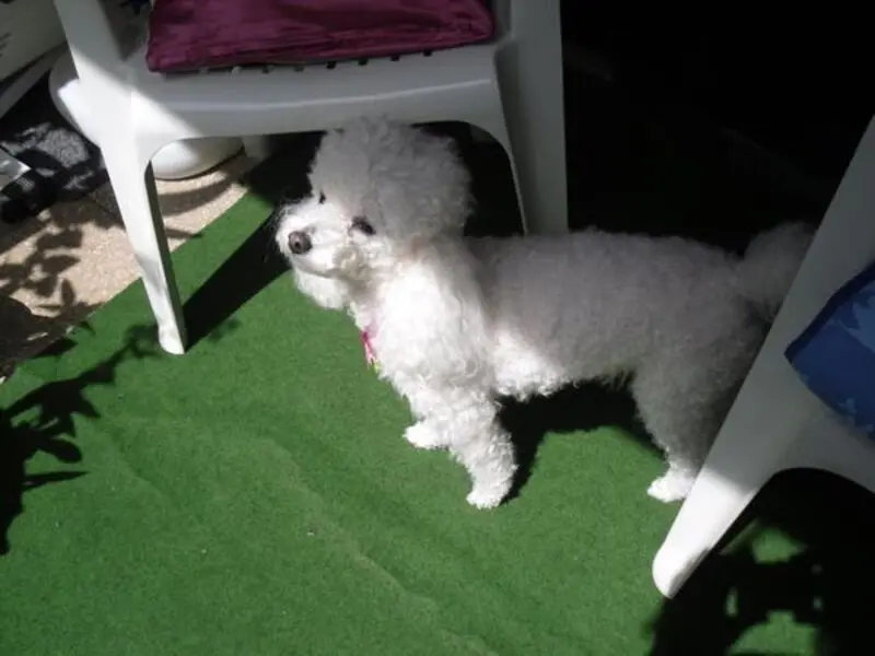 Condolence image of Angela für meine Geliebte kleine Mädchen CHERI ❤