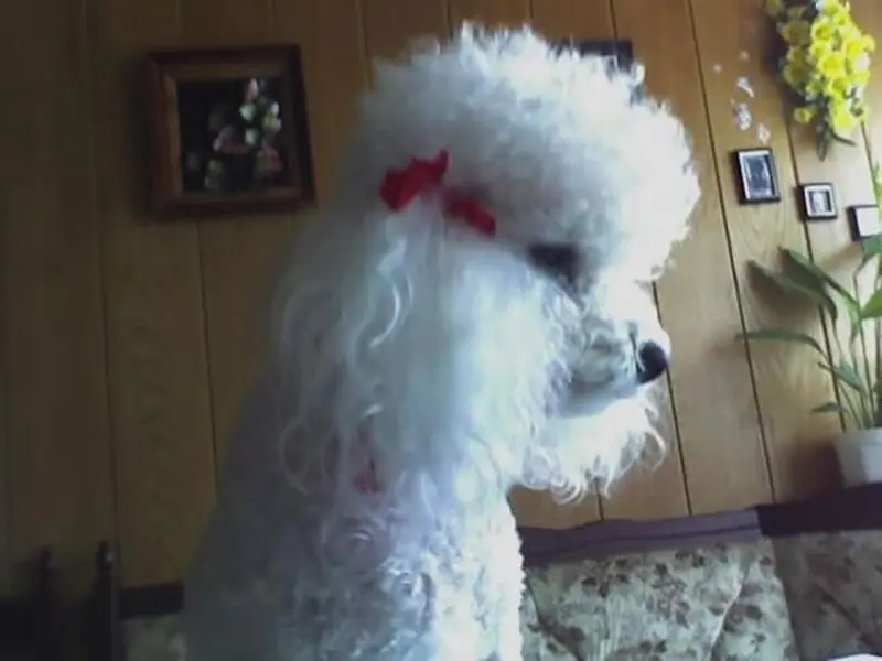 Condolence image of Angela für meine kleine Geliebte Mädchen CHERI ❤