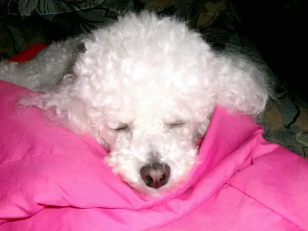 Condolence image of Angela für meine kleine Geliebte Mädchen CHERI ❤