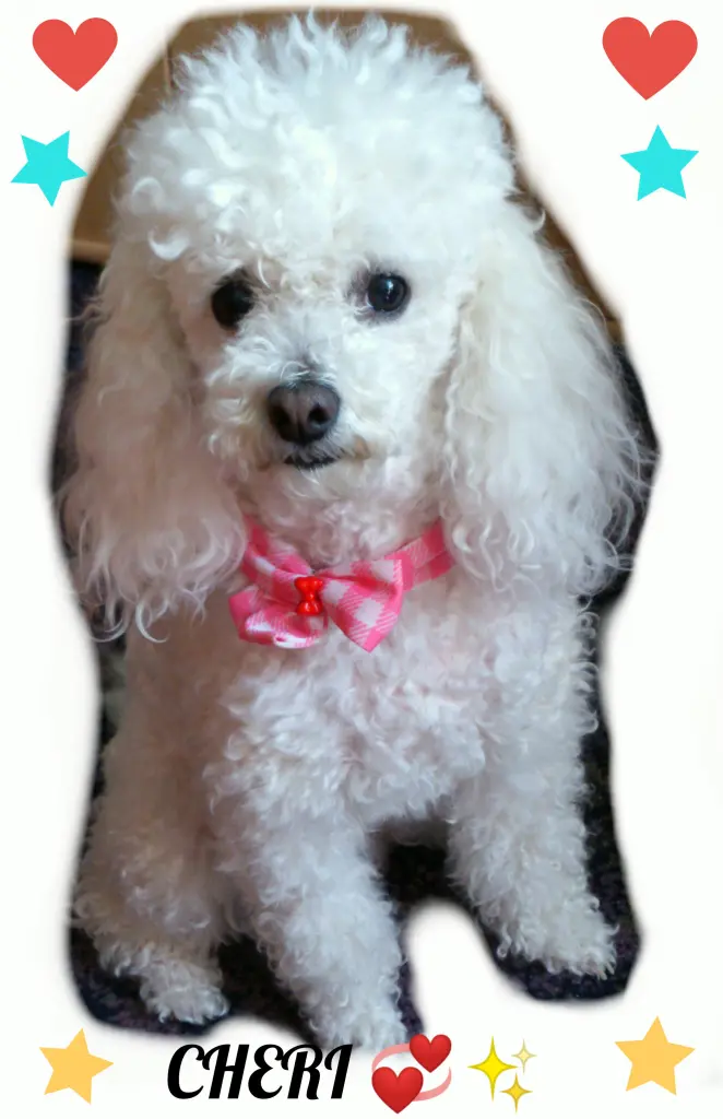 Condolence image of Angela für meine kleine Mädchen CHERI ❤✨