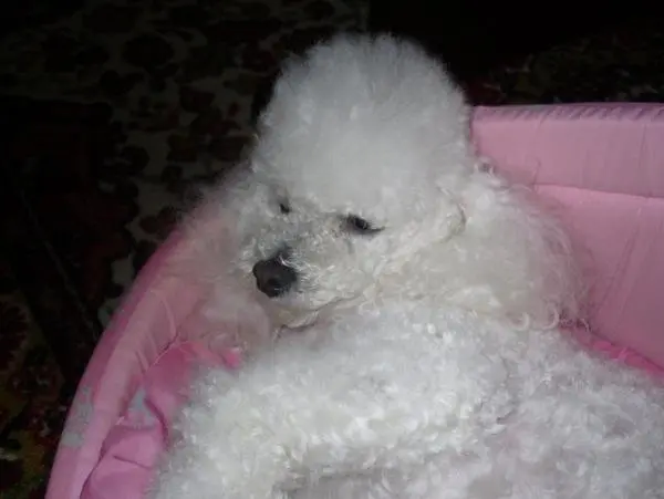 Condolence image of Angela für meine kleine Geliebte Mädchen CHERI ❤✨