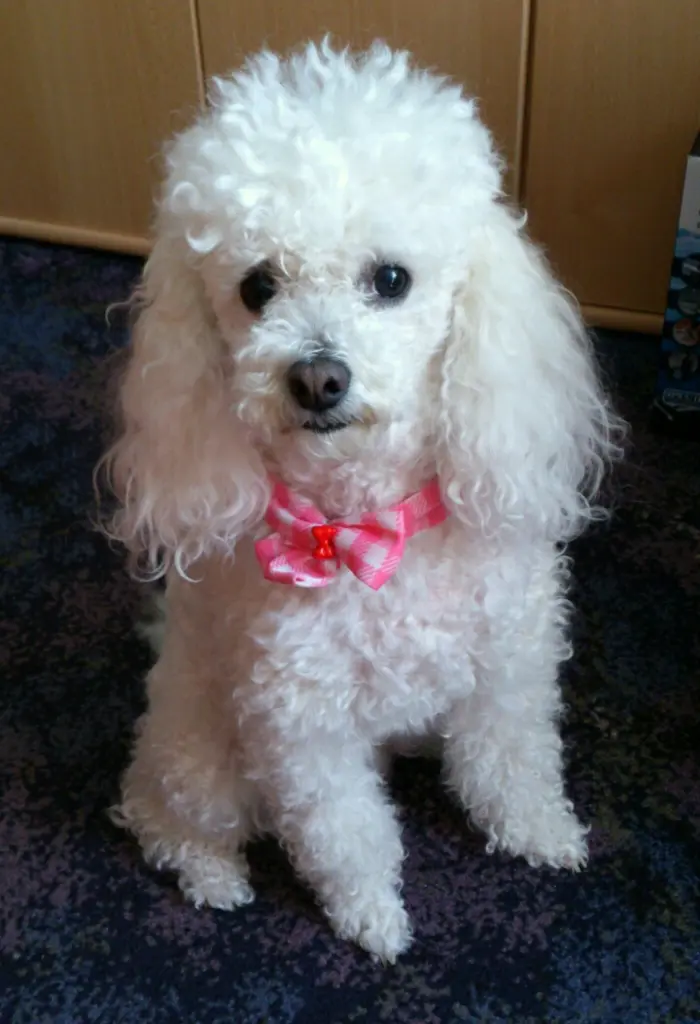 Condolence image of Angela für meine kleine Mädchen Cheri*♥️✨️