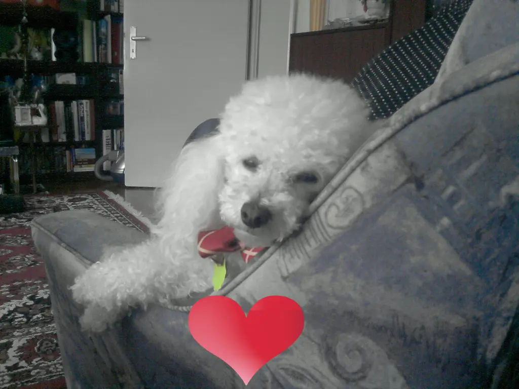 Image from CHERI❤❤❤