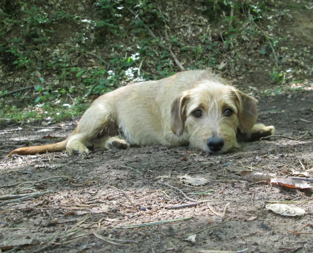 Condolence image of T.