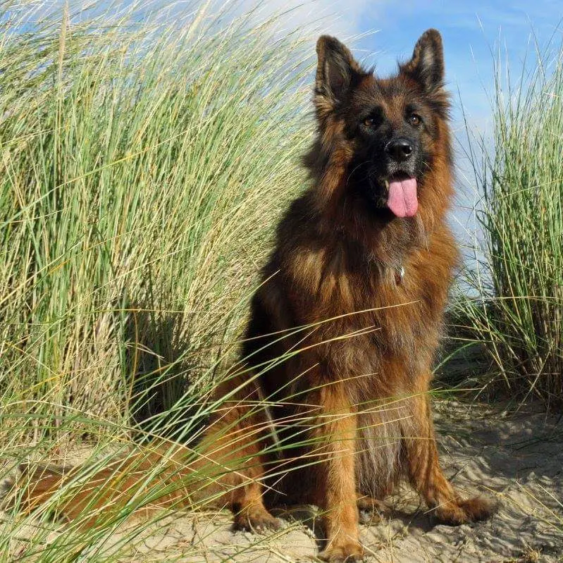 Bild von Ronya