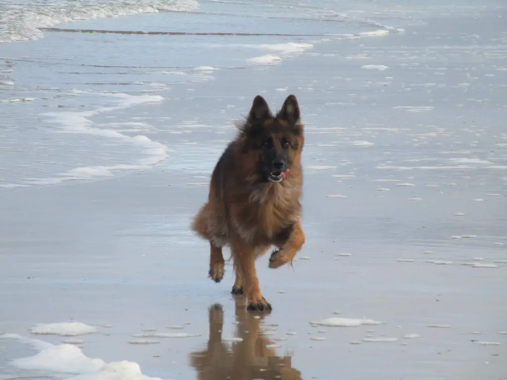 Bild von Ronya