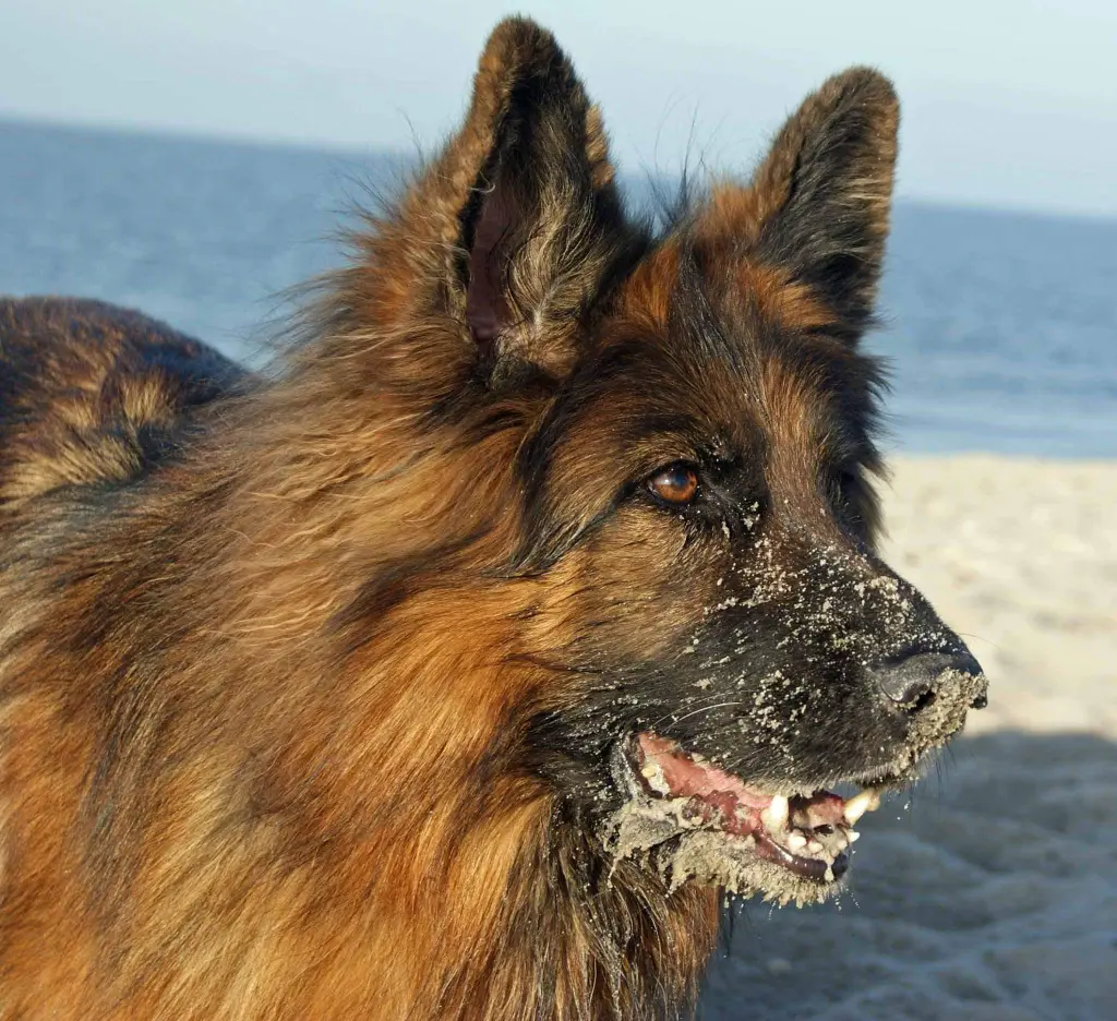 Bild von Ronya