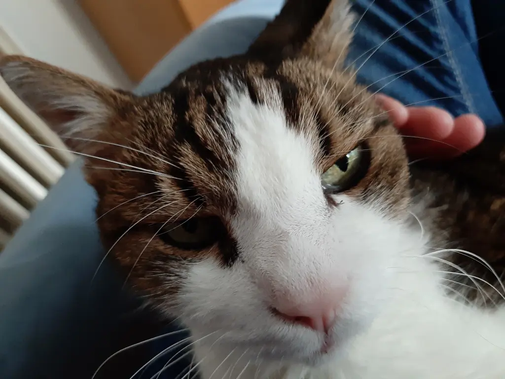 Condolence image of Tanja mit Timmy im Herzen 