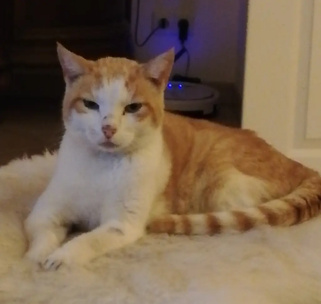 Image from Cappuccino