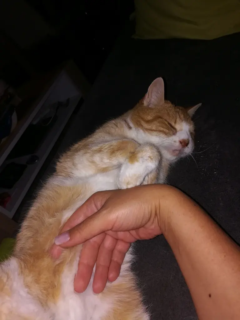 Image from Frau Garfield