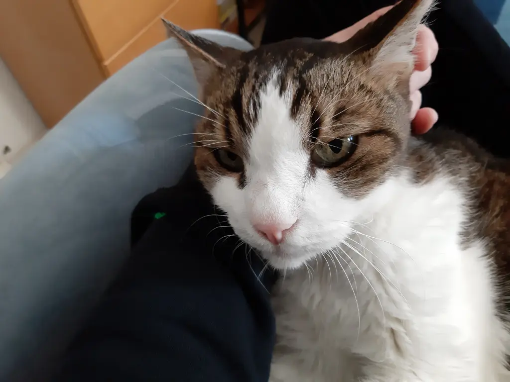 Condolence image of Tanja mit Timmy im Herzen 