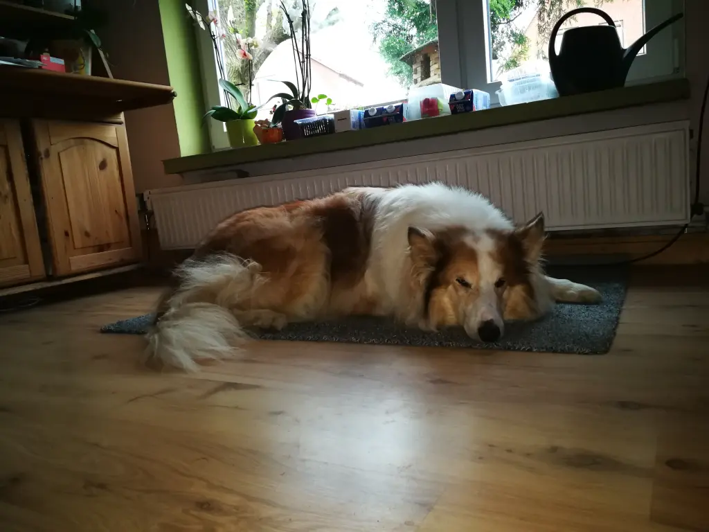 Condolence image of Franzi
