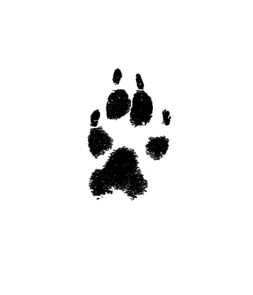 Image from Wiskey