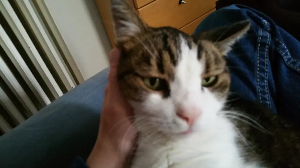 Condolence image of Tanja mit Timmy im Herzen