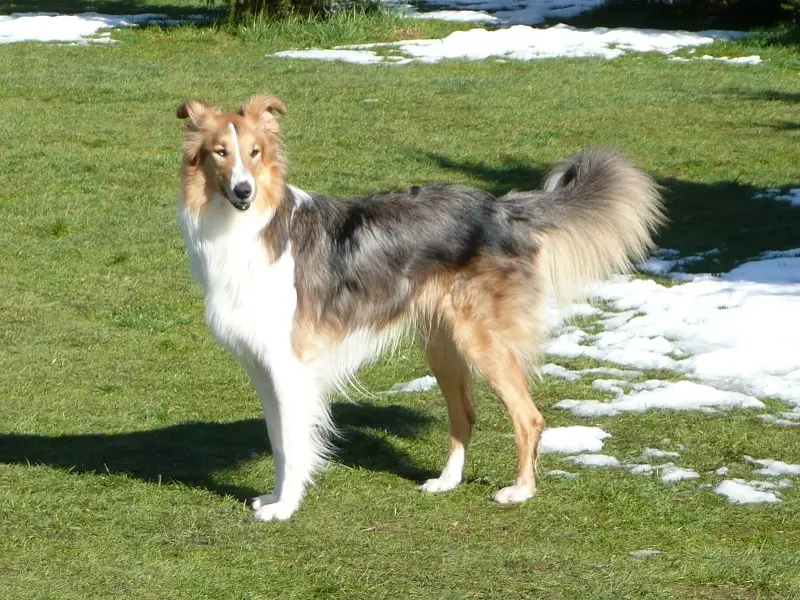 Condolence image of Collie in Not