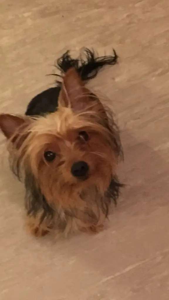 Bild von Roxy