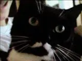Image from Pitty