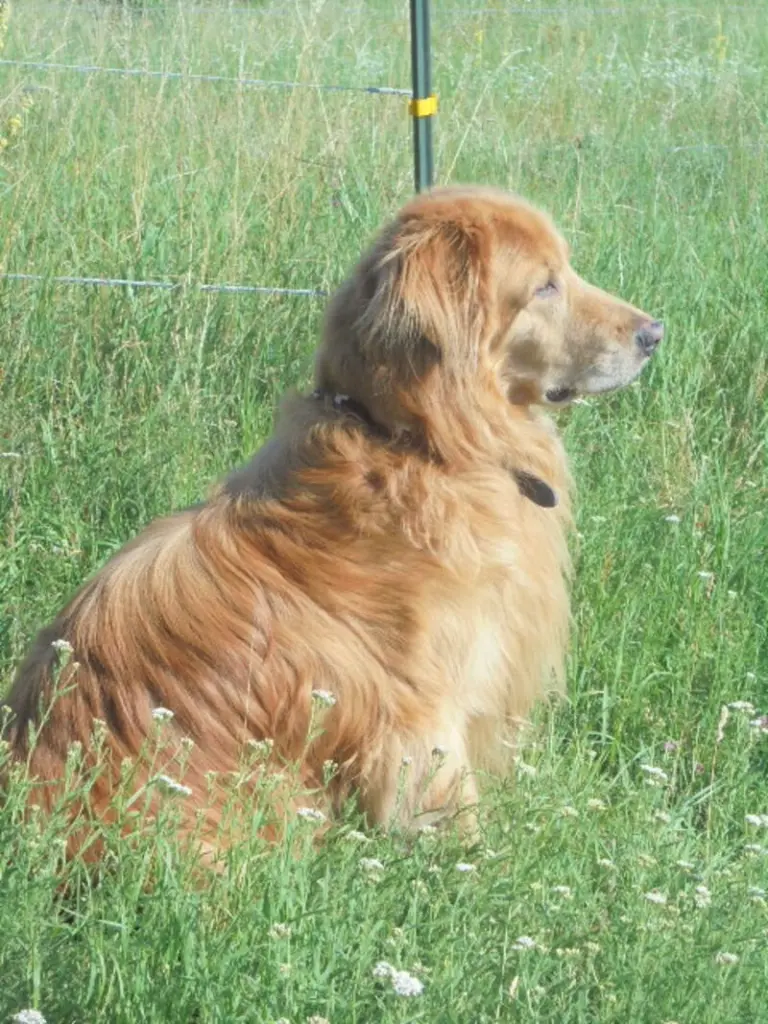 Andachtsbild von Sabine