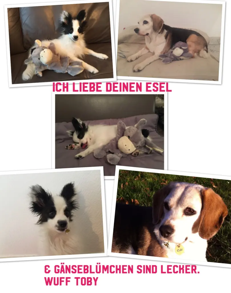 Condolence image of Sylvia mit Tibi im Herzen und Toby auf deinem Sofa