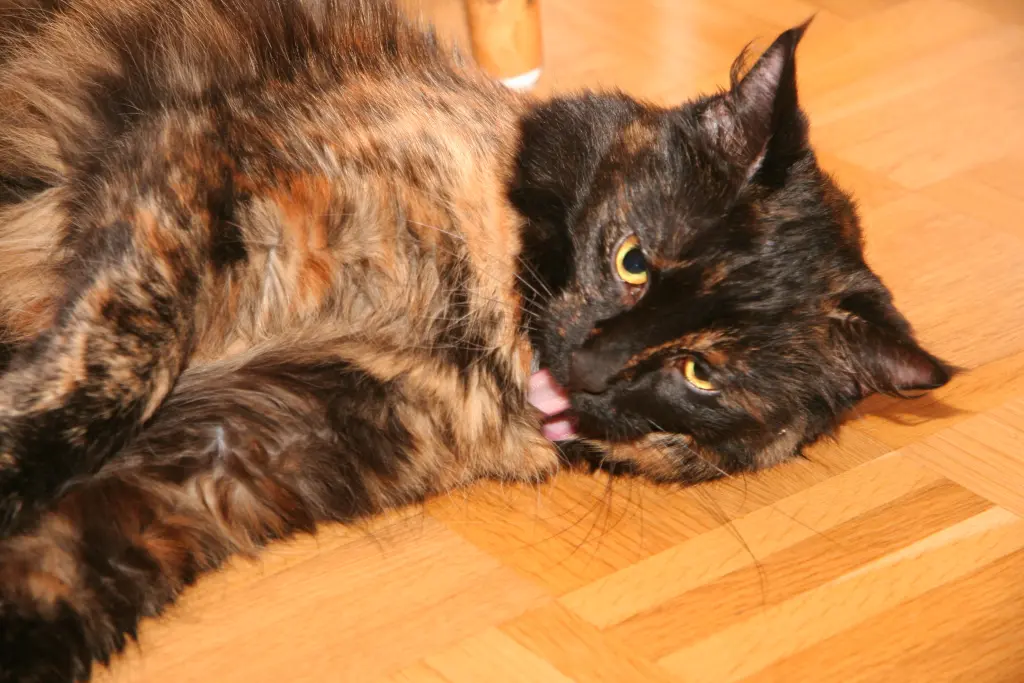 Condolence image of corinna