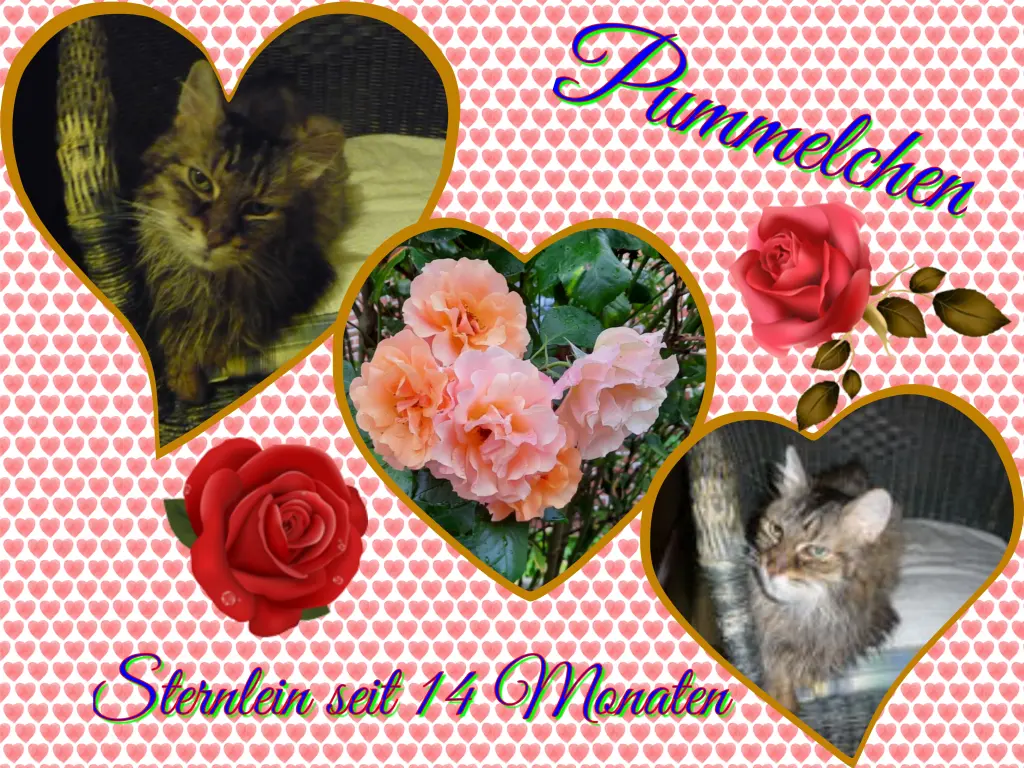 Condolence image of Eike und Edeltraud mit Mulle, Miezi, Jonny, Felix, Lemmi und Tommi tief im Herzen ❤❤❤❤❤❤
