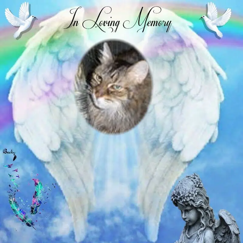 Condolence image of Fur Pummelchen❤️Und Mietzilein❤️