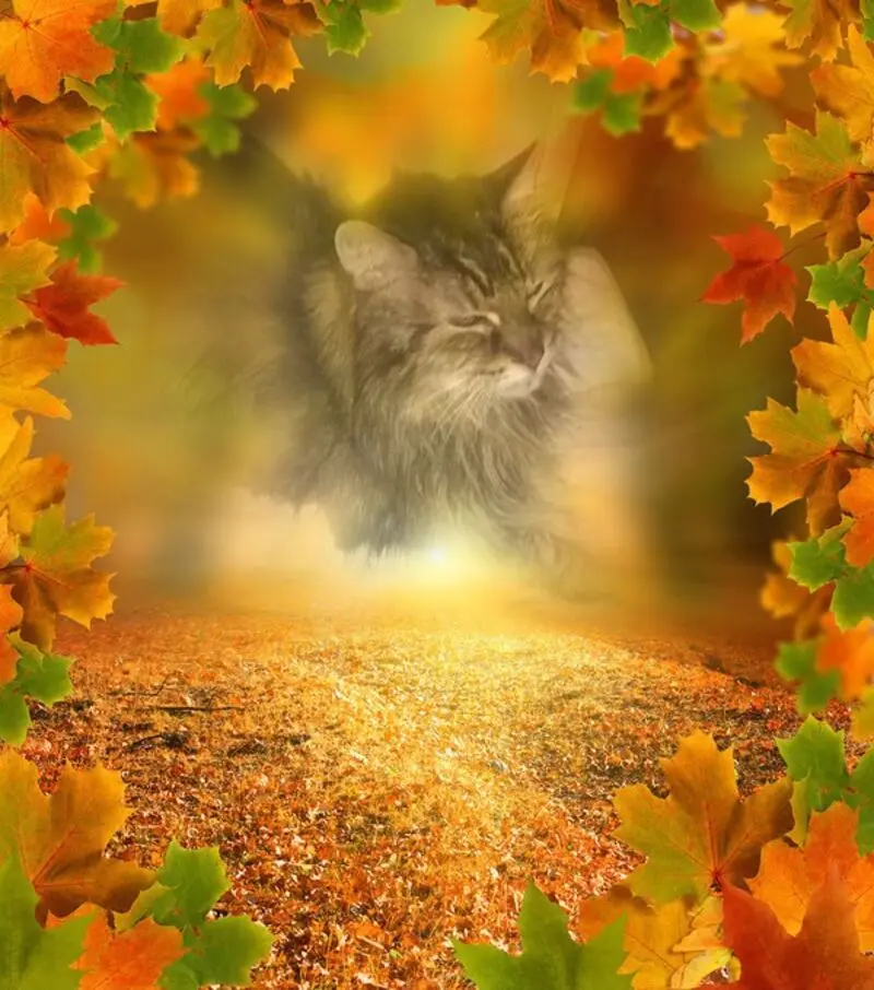 Condolence image of Fur Pummelchen❤️Und Mietzilein❤️
