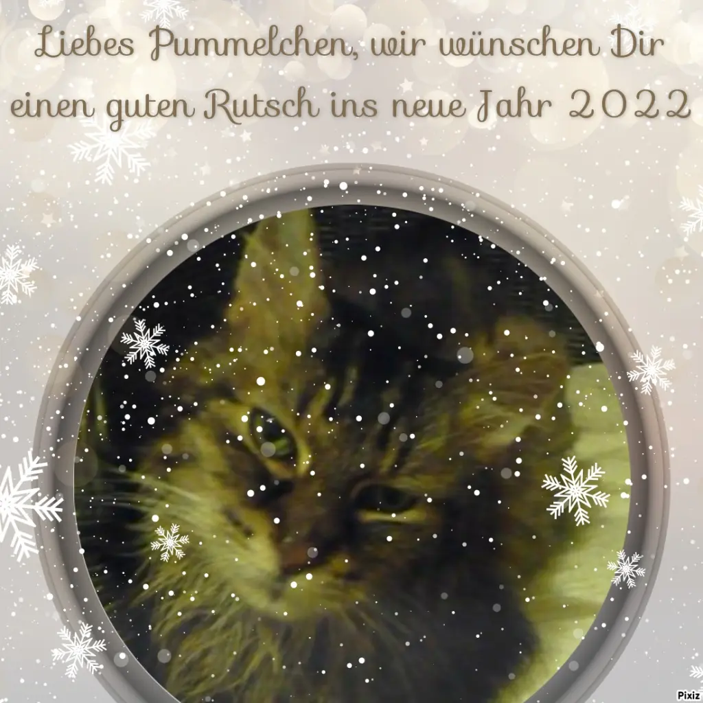 Condolence image of Tanja mit Timmy im Herzen