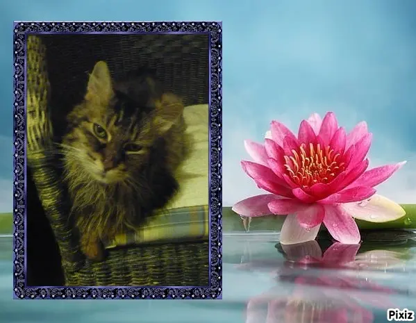 Condolence image of Tanja mit Timmy im Herzen