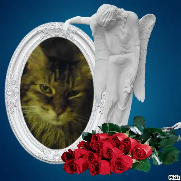 Condolence image of Tanja mit Timmy im Herzen