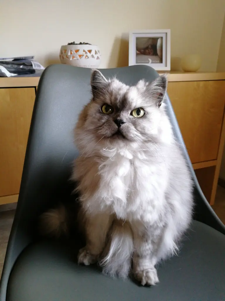 Condolence image of Daniela für Kater Pummelchen ❤️
