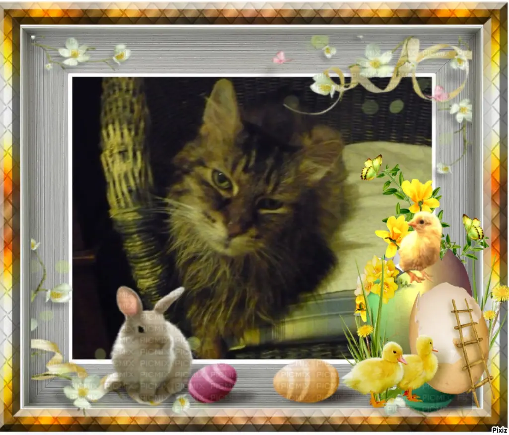 Condolence image of Patricia mit Bunny ❤