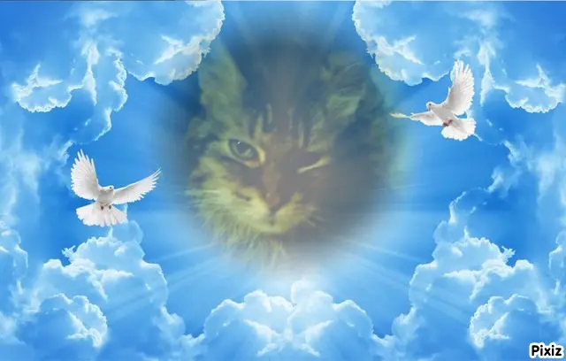 Condolence image of Tanja mit Timmy im Herzen